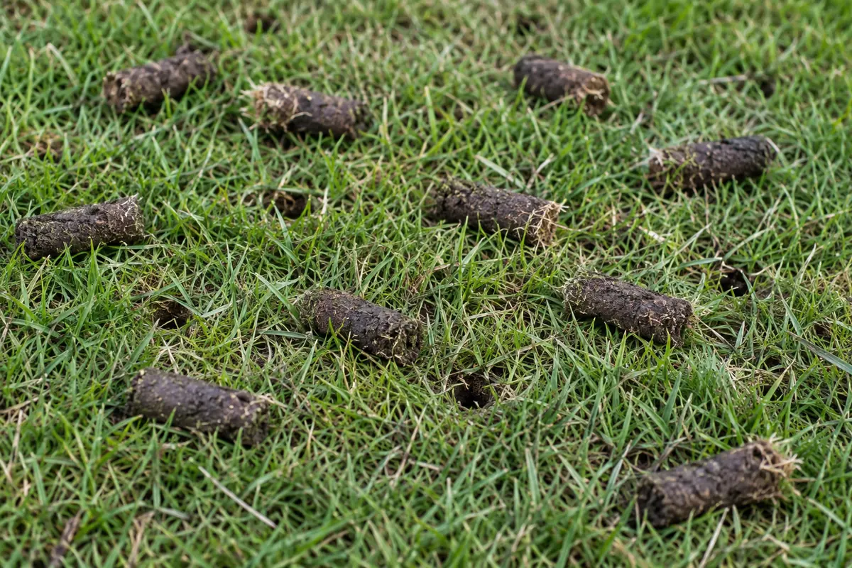 Small natural soil plugs and aeration holes among grass blades