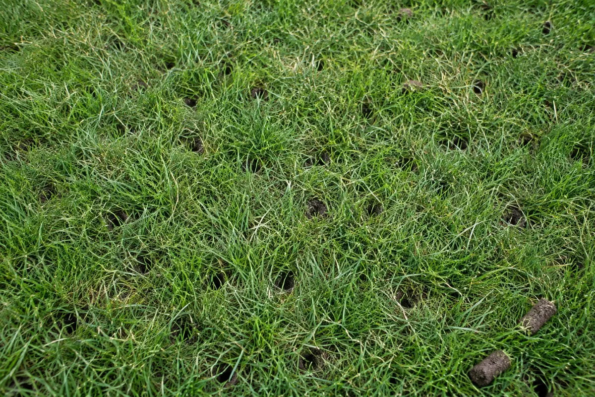 Broader lawn surface showing subtle, irregularly scattered aeration cores
